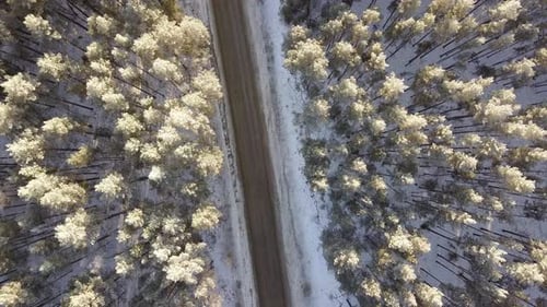 Forest Road At Winter