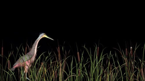 Animated Realistic Tiger Heron Walking Through Cattails on Alpha Channel