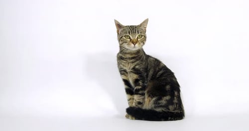 Brown Tabby Domestic Cat, Pussy sitting On White Background, Walking, Slow Motion 4K