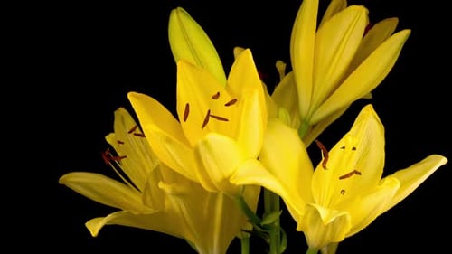 Blooming Yellow Lilies Against Black Background
