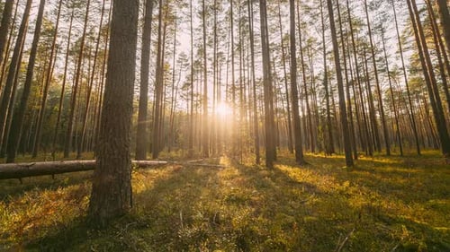 Zeitraffer im Wald