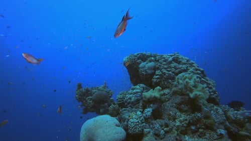 Marine Tropical Underwater Fish