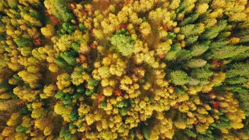Colorful Mixed Forest with Red, Yellow, and Green Foliage in Autumn. Aerial Top View of Deciduous
