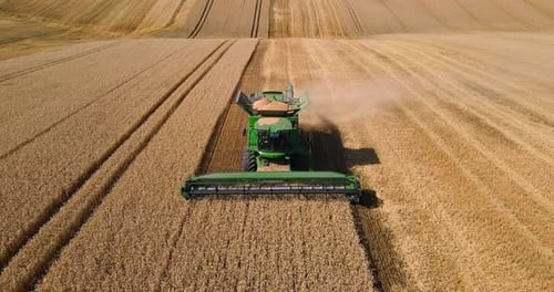 Combine Harvester Harvests Wheat In The Field