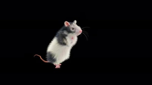 Realistic 3D Rat Standing and Waving Animation