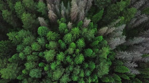 Evergreen Coniferous Forest. Aerial Top View From Above