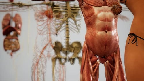 3D Human Anatomy Animation of Major Body Systems