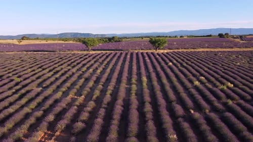 Plateau de Valensole