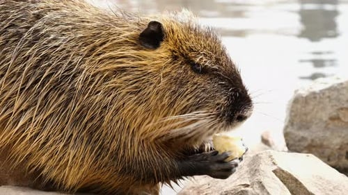 Linda nutria comiendo en la orilla del río