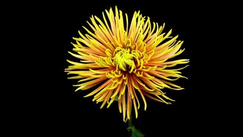 Vibrant Yellow Flower Close Up on Black Background