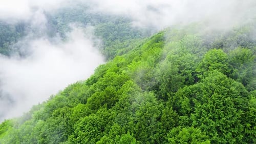Clouds Above Mountain Forest Flying Through the Magical Summer Forest at Rainy Weather Aerial View