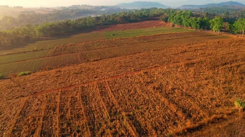 4K : Aerial view flight over the beautiful field in sunset. Countryside scenery.