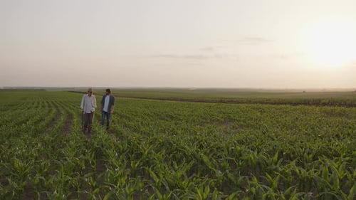 Front View of Two Farmers That Walk on the Corn Field