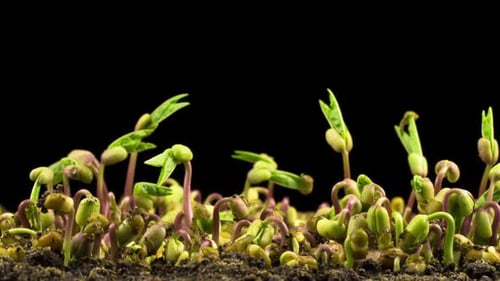 Mung Beans Germination on Black Background