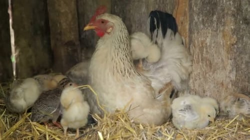 Chickens baby mother chicken, little chickens near the chicken