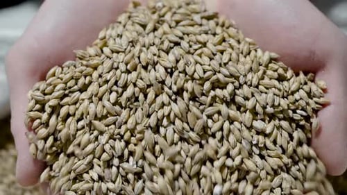 Whole Grains of Malt in Hands of Man, Close-up View, Human Is Showing Grist for Camera