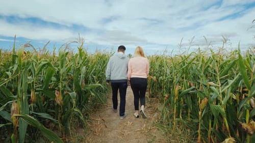 Couple Walking Through Vibrant Green Corn Field