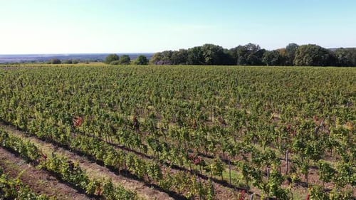 Aerial View of Beautiful Vineyard Landscape