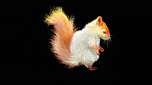 78 Weißes Eichhörnchen Tanzen HD