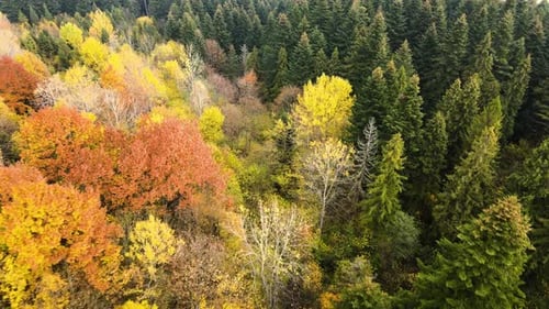 Aerial view of dense green pine forest with canopies of spruce trees and colorful lush foliage