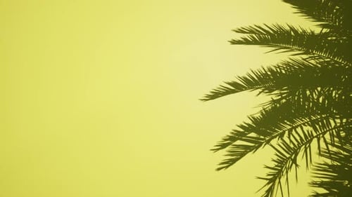 Swaying Palm Tree Shadow on Sunny Yellow Background