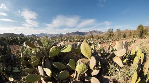Field of Cactus Plants with Mountains