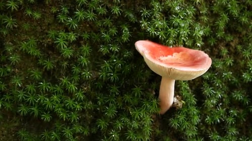 Wild Red Mushroom growing in Green Moss