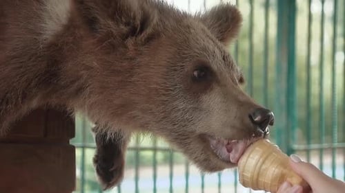 Somebody Shows an Ice Cream To Bear, He Eats It