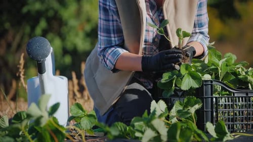 Woman Plant a Strawberry, Next To It a Box with Seedlings and a Watering Can