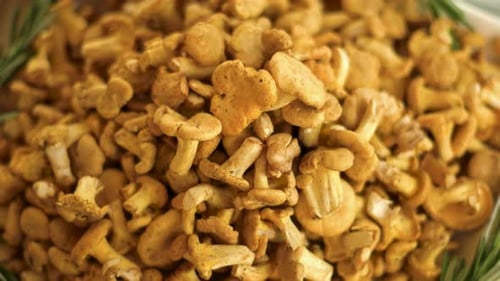 Close-up of Chanterelles Pile