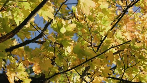 Autumn Leaves Swaying in the Breeze