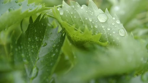 Nahaufnahme von grünen Blättern mit Wassertropfen nach Regen