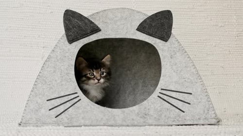 Little Grey Kitten in a Cat House