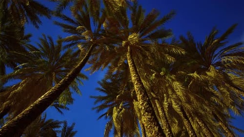 Tropical Palm Trees Swaying at Night Against a Deep Blue Sky
