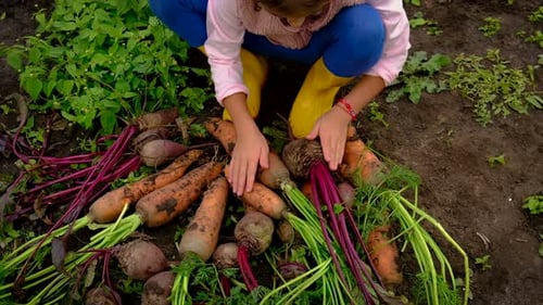 Child Harvesting Fresh Carrots and Beets in Garden