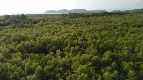 Drone view green mangrove trees