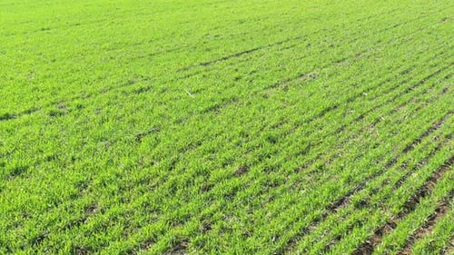 Green Crops Growing in an Agricultural Field
