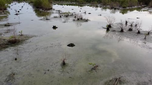 Bewegen Sie sich über trockene Mangrovenbäume, Spiegelung