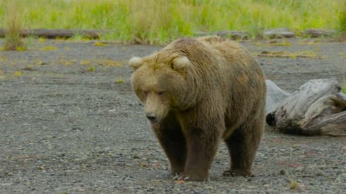 Majestic Brown Bear Walking in Natural Habitat