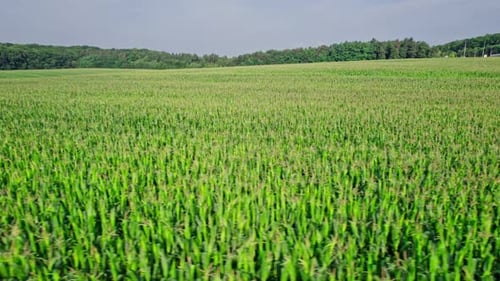 Corn Field Flight Over the Cream of Corn Stalks Excellent Growth