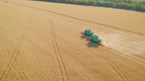 Aerial View on the Harvesters Working on the Large Wheat Field. Harvesting Agricultural Golden Ripe