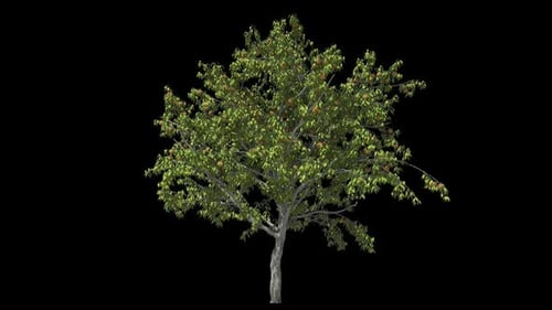 Pfirsichbaum isoliert
