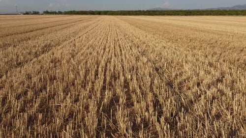Harvested Wheat Agriculture Field