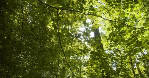 Nahaufnahme von hellgrünen Baumblättern und Sonnenlicht, das hinter den Bäumen späht