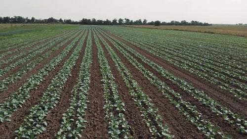 Landscape View of a Field with Growing Cabbage