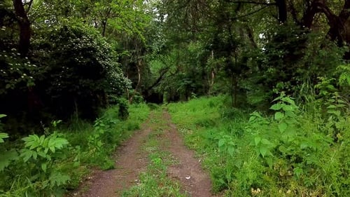 Woodland Mysterious Landscapes - Moving Between Trees in Fantasy Forest