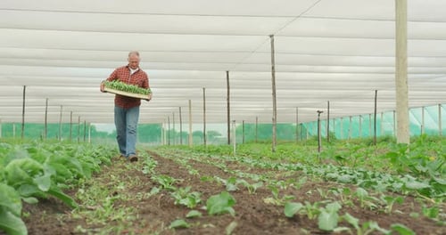 Mature man working on farm