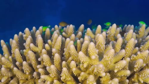 Tropical Fish on Vibrant Coral Reef