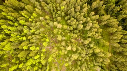 Aerial view of green pine forest with canopies of spruce trees in summer mountains.
