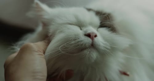 Close up hand of human playing with adorable cat, Slow motion shot